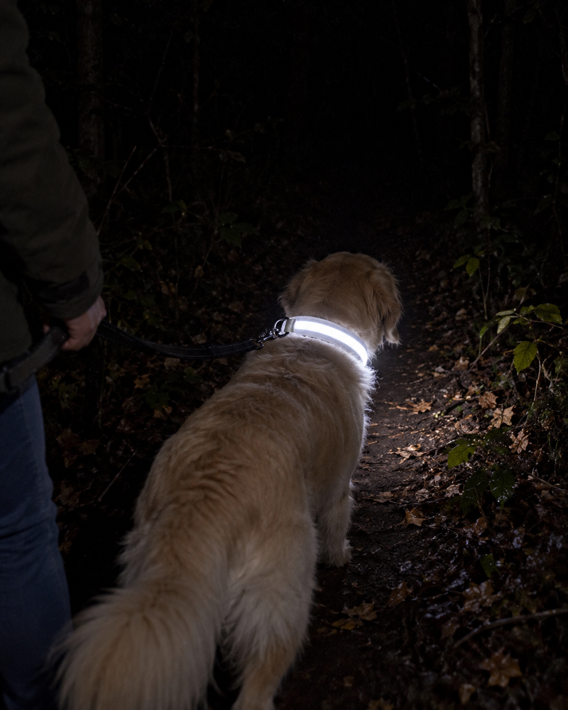 Promenade de nuit en forêt, collier SafeLaisse blanc lumineux