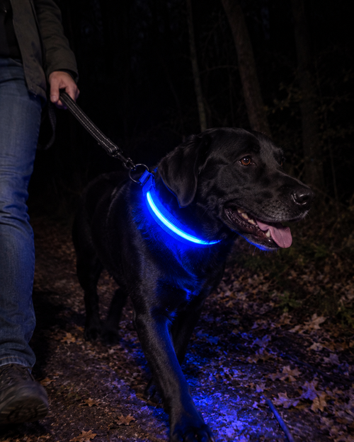 Promenade de nuit en forêt, collier SafeLaisse bleu lumineux