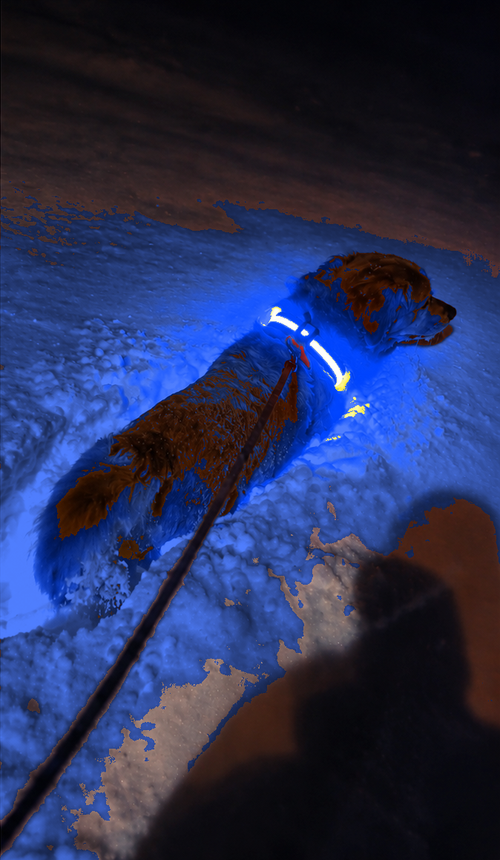 Collier SafeLaisse LED bleu allumé la nuit dans la neige