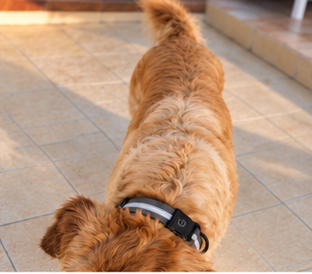 SafeLaisse chien collier éteint jour