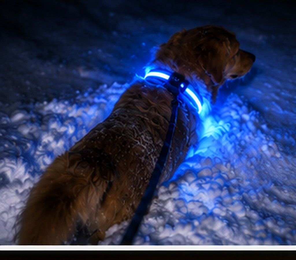 SafeLaisse chien collier bleu neige nuit