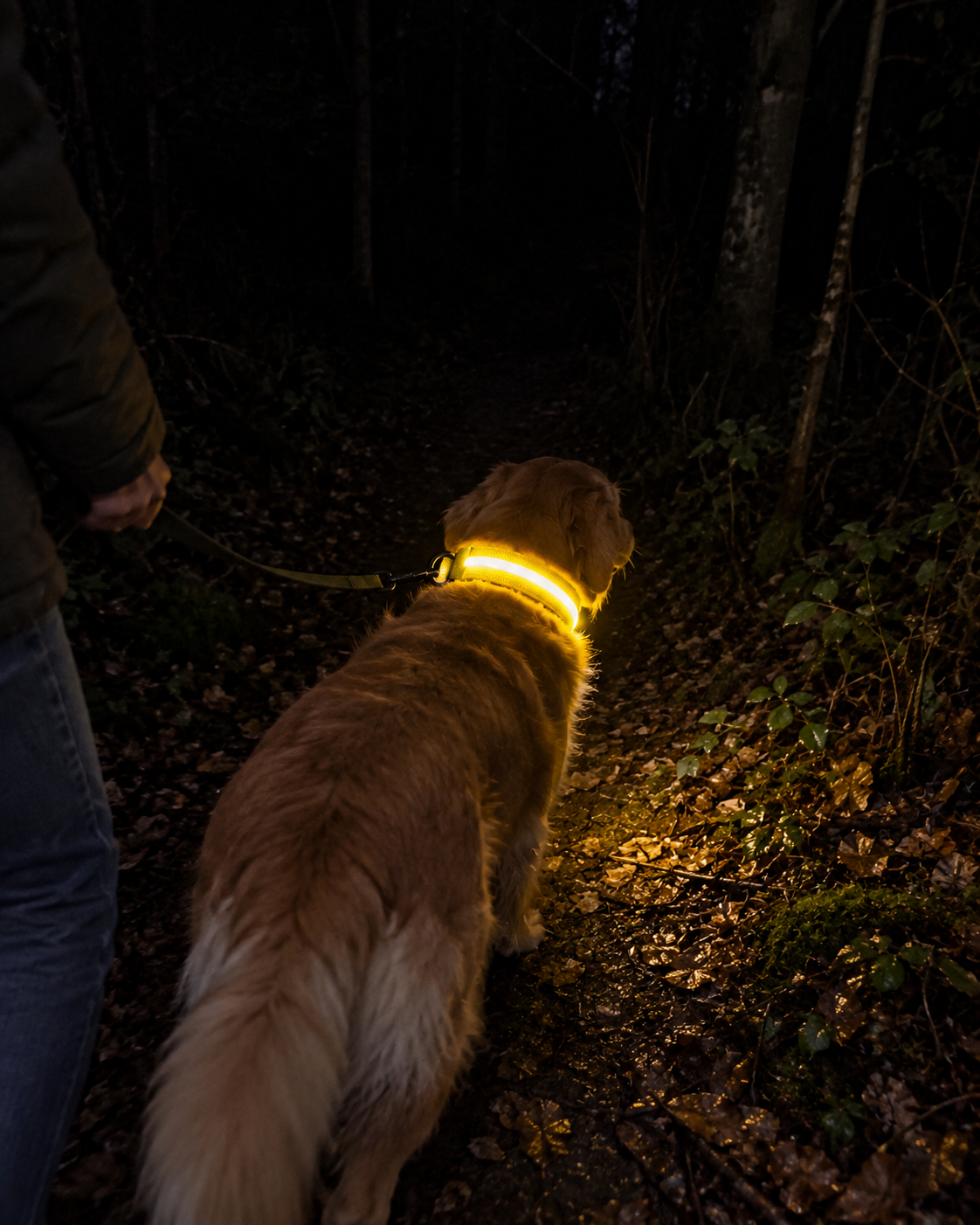 Promenade de nuit en forêt, collier SafeLaisse jaune lumineux