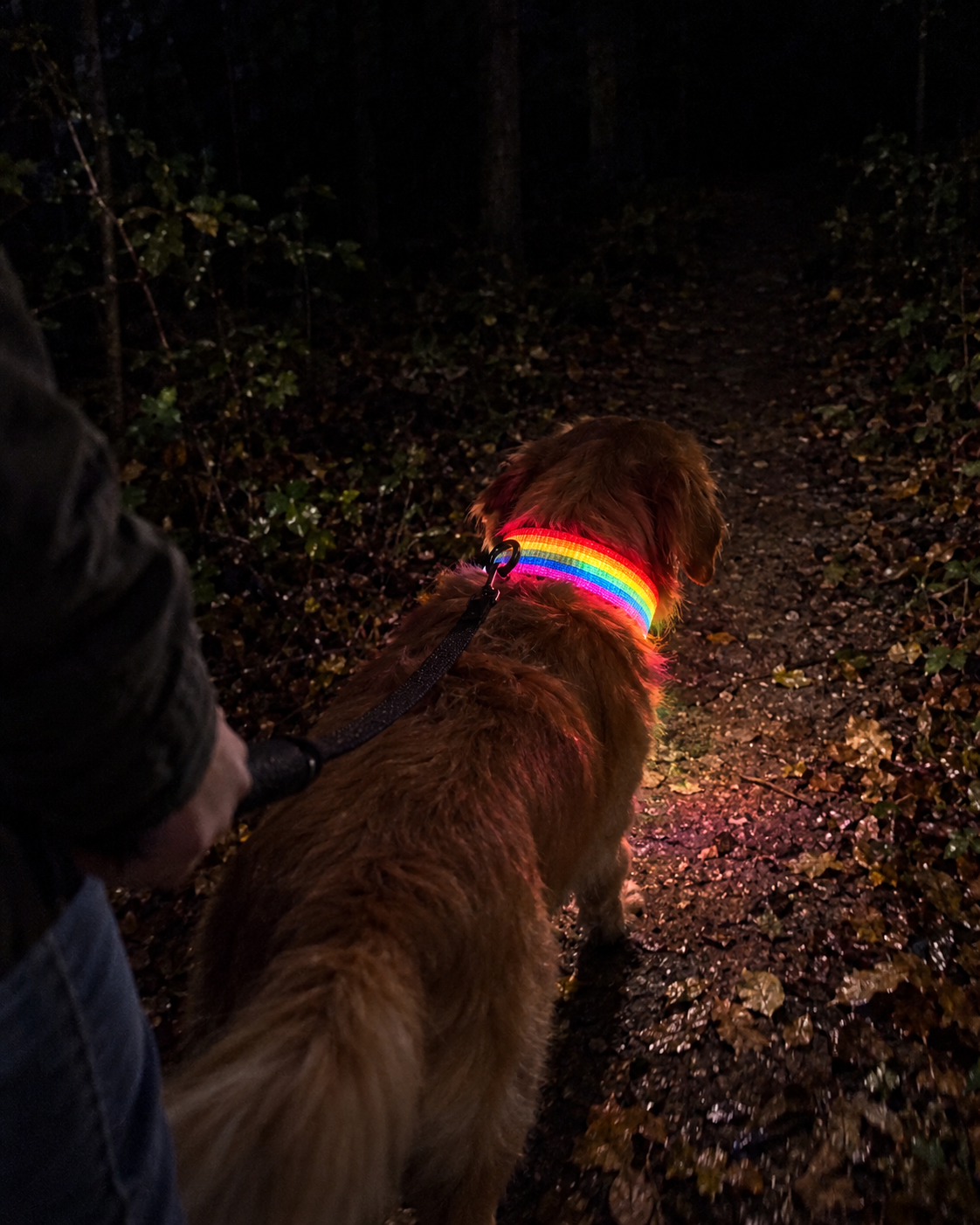 Promenade de nuit en forêt, collier SafeLaisse multicolore lumineux