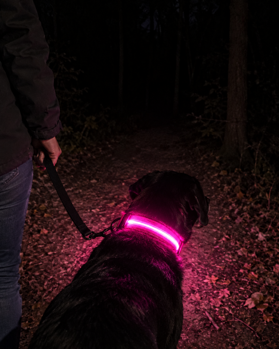 Promenade de nuit en forêt, collier SafeLaisse rose lumineux