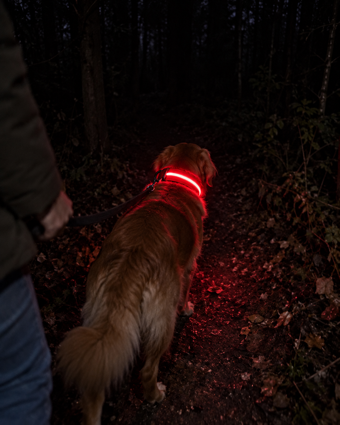 Promenade de nuit en forêt, collier SafeLaisse rouge lumineux