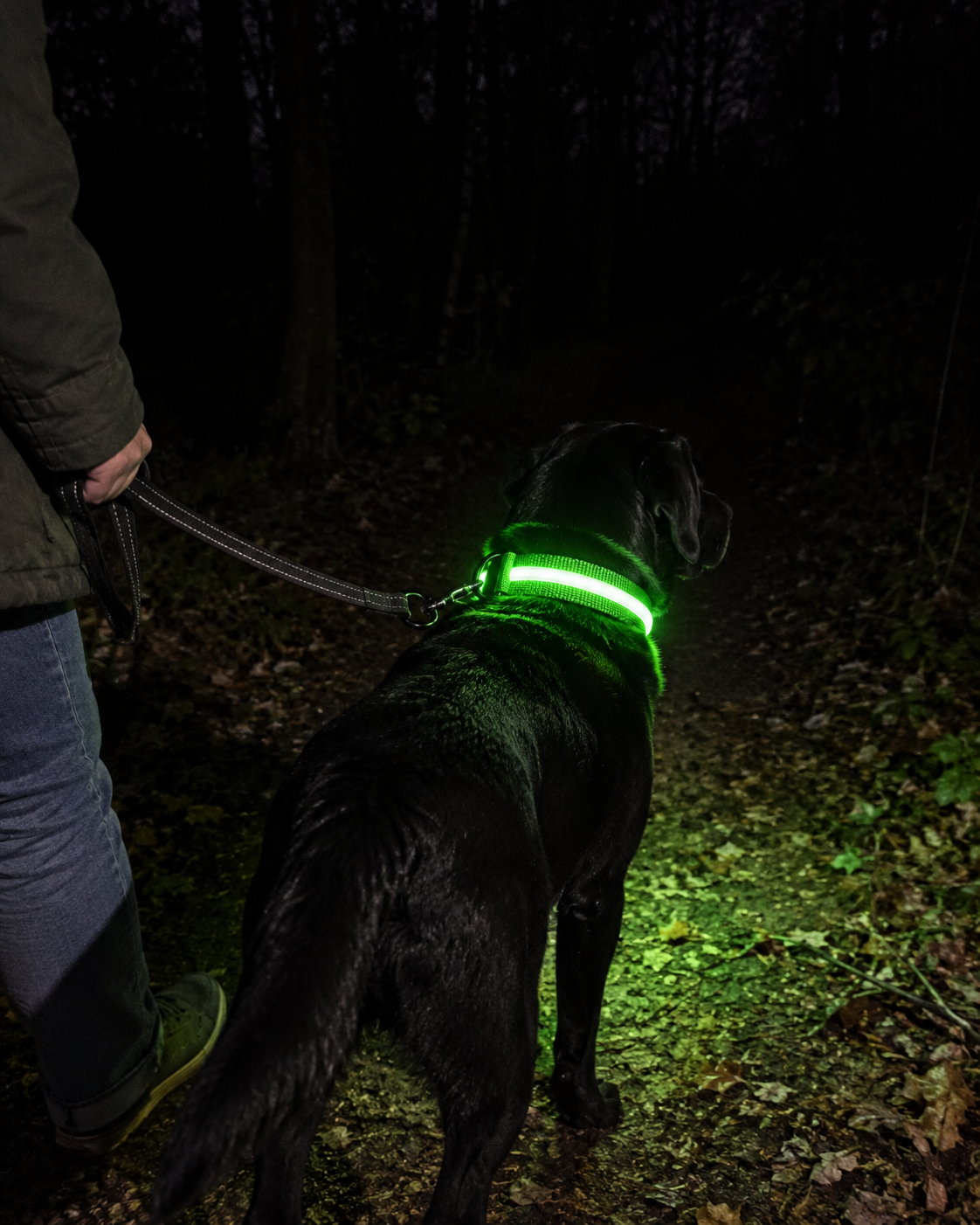 Promenade de nuit en forêt, collier SafeLaisse vert lumineux